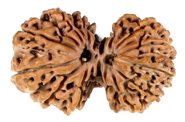 Natural_Rudraksha_Bead_for_Spiritual_Wellness