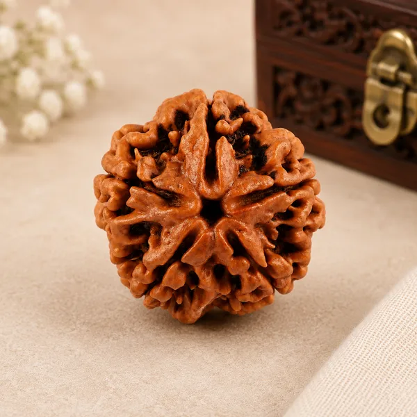 Original_5_Mukhi_Rudraksha_Natural_Authentic_Rudraksha_Bead_Namo_Aadhya