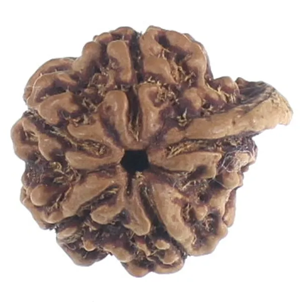 Natural_Rudraksha_Bead_for_Spiritual_and_Meditation_Use