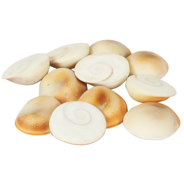 Natural_Seashells_Decorative_Craft_Shells