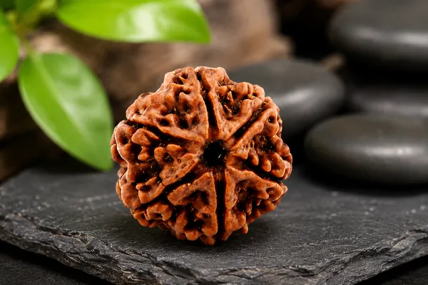 6_Mukhi_Rudraksha_Nepal_Original_Natural_Certified_Rudraksha