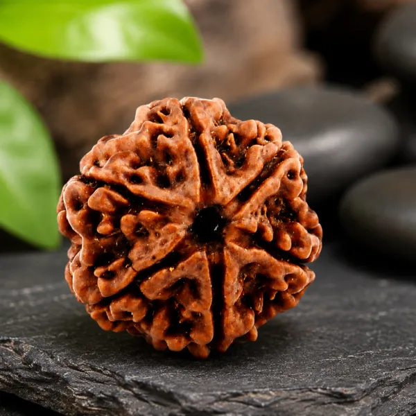 6_Mukhi_Rudraksha_Nepal_Original_Natural_Certified_Rudraksha