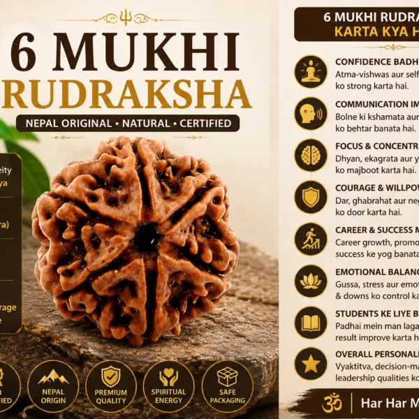6_Mukhi_Rudraksha_Nepal_Original_Natural_Certified_Rudraksha