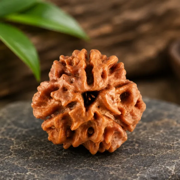 3_Mukhi_Rudraksha_Nepal_Original_Natural_Certified_Rudraksha