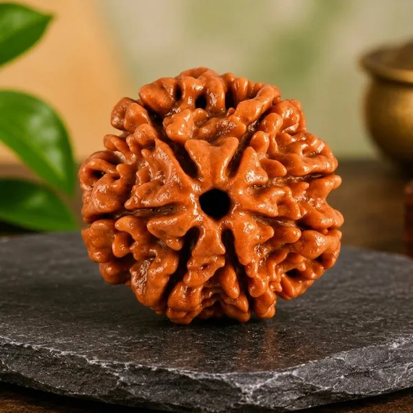 Original_7_Mukhi_Rudraksha_Natural_Authentic_Rudraksha_Namo_Aadhya
