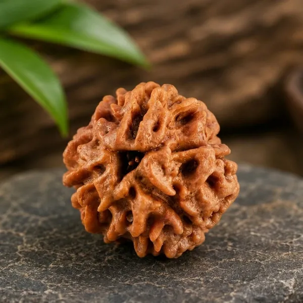 3_Mukhi_Rudraksha_Nepal_Original_Natural_Certified_Rudraksha