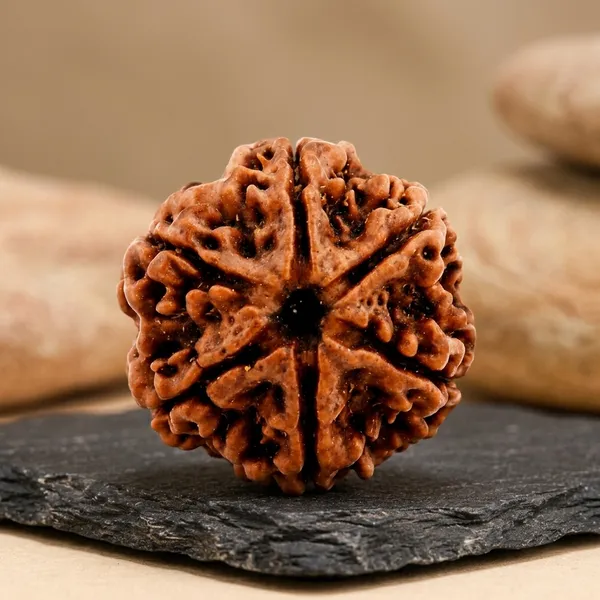 6_Mukhi_Rudraksha_Nepal_Original_Natural_Certified_Rudraksha