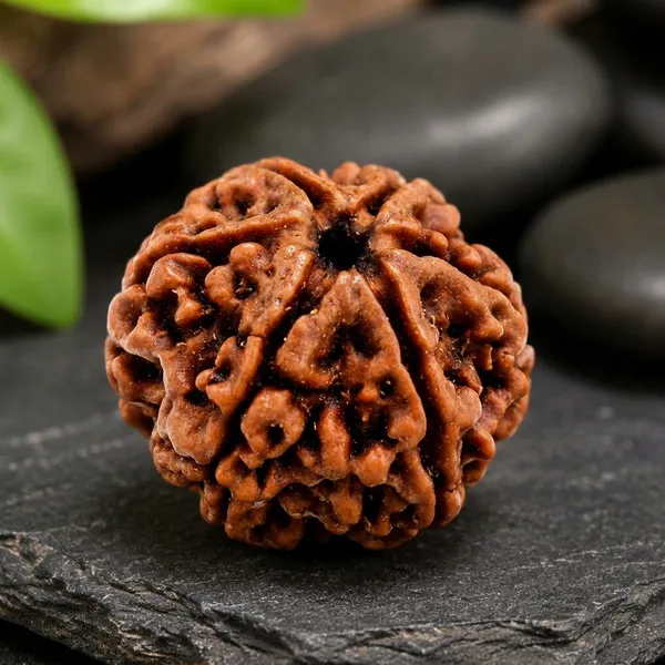 6_Mukhi_Rudraksha_Nepal_Original_Natural_Certified_Rudraksha