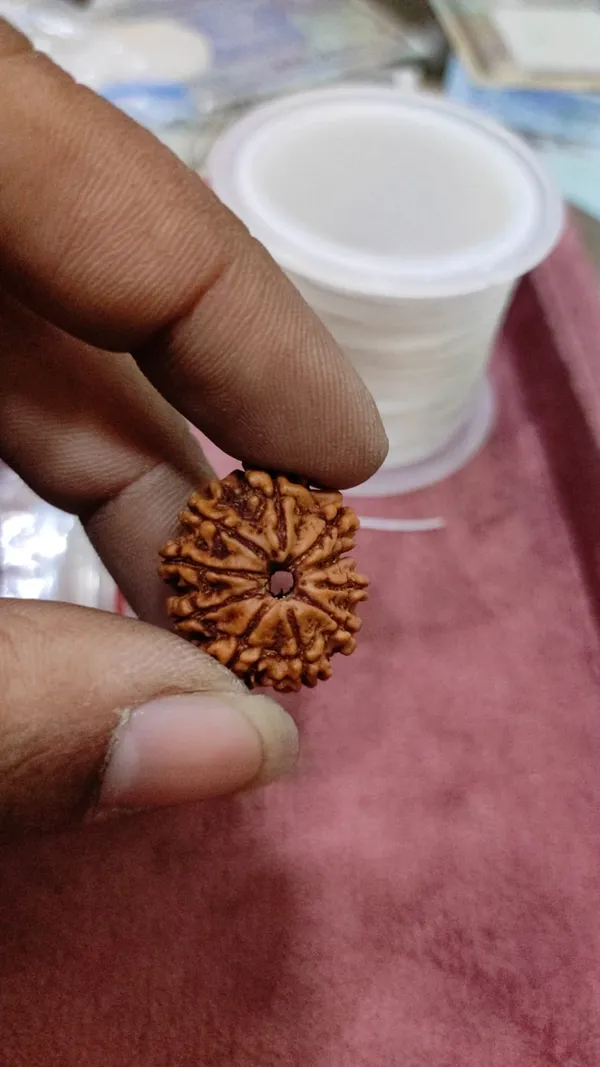 10_MUKHI_NEPALI_RUDRAKSH_ORIGIONAL