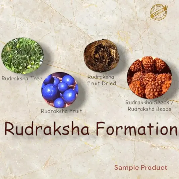 Natural_5_Face_(Mukhi)_Rudraksha_Loose__Bead_Seed