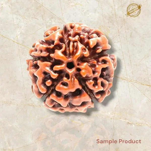 Natural_5_Face_(Mukhi)_Rudraksha_Loose__Bead_Seed
