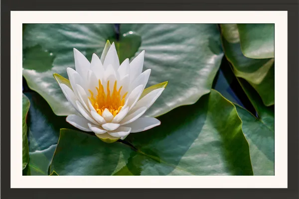 White_Water_Lily_on_Large_Green_Leaves_Wall_Art_Frame_Without_Glass_–_White_Water_Lily_Flower_Photo_with_Orange_Stamens_for_Living_Room,_Kitchen_&_Entryway