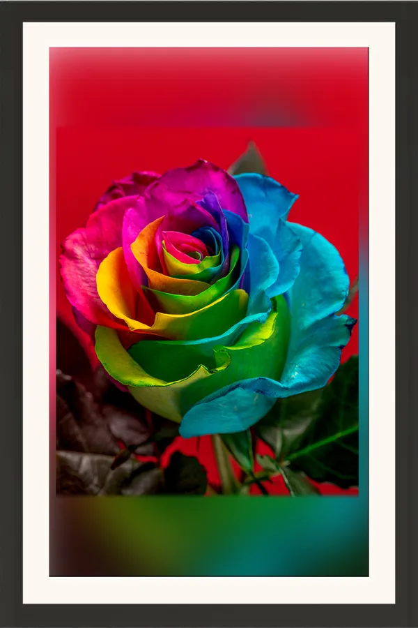 Rainbow_Rose_Flower_Photo_Frame_Without_Glass_–_Colourful_Multicolour_Rose_Wall_Art_for_Kids_Room,_Living_Room_&_Birthday_Gifts