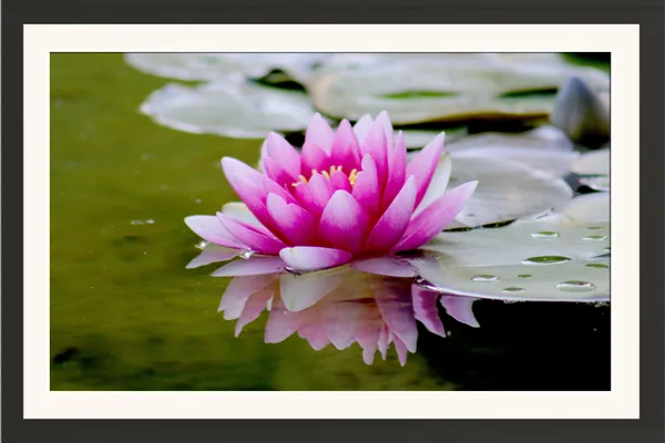 Magenta_Water_Lily_Reflection_on_Olive_Green_Pond_Photo_Frame_Without_Glass_–_Pink_Lily_Pad_Pond_Wall_Art_for_Bedroom,_Study_&_Living_Room_Decor