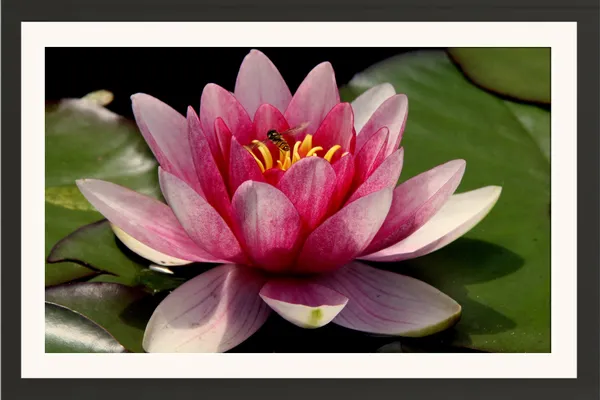 Pink_Red_Water_Lily_Flower_on_Green_Lily_Pads_Wall_Art_Frame_Without_Glass_–_Layered_Nymphaea_Photo_with_Golden_Stamens_for_Living_Room,_Kitchen_&_Hallway