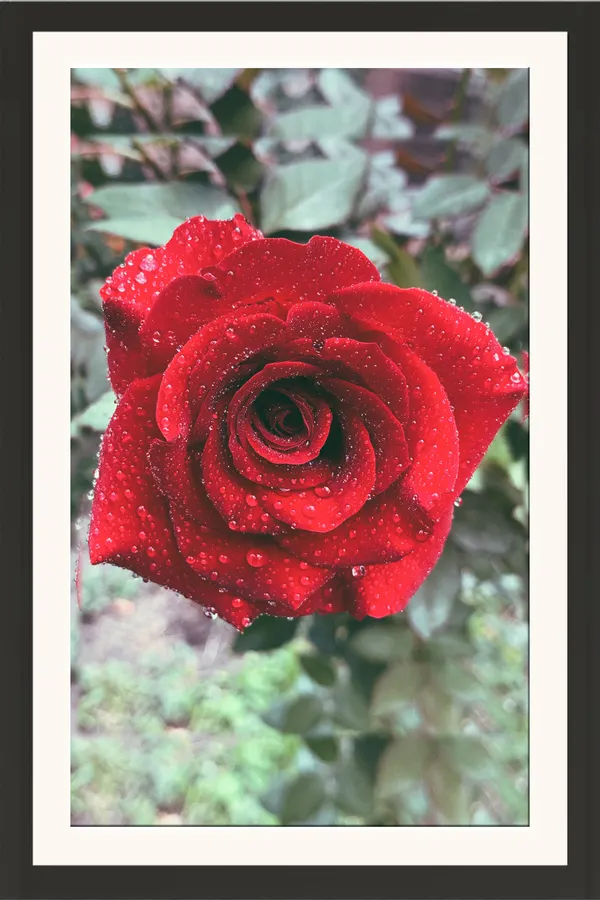 Red_Rose_Flower_with_Dew_Drops_Photo_Frame_Without_Glass_–_Beautiful_Red_Rose_Pic_for_Drawing_Room,_Bedroom_&_Valentine's_Day_Gifting