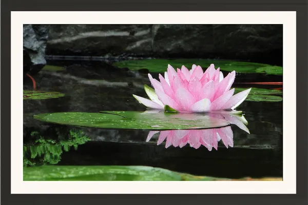 Pink_Water_Lily_Flower_Reflection_on_Pond_Wall_Art_Frame_Without_Glass_–_Nymphaea_Water_Lily_Photo_with_Lily_Pads_for_Living_Room,_Bedroom_&_Office