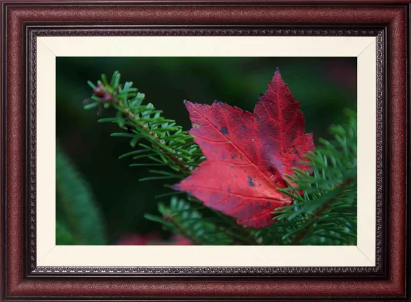 Nature_Wall_Art_Red_Maple_Leaf_Macro_Photo_Frame_Without_Glass