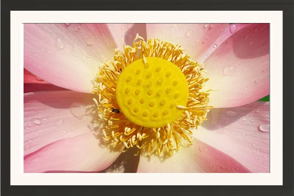 Lotus_Flower_Close-Up_with_Dew_Drops_Photo_Frame_Without_Glass_–_Pale_Pink_Lotus_Macro_Wall_Art_for_Bedroom,_Spa_&_Living_Room