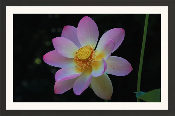 Lotus_Flower_on_Black_Background_Photo_Frame_Without_Glass_–_Pink_White_Lavender_Lotus_Pic_Wall_Art_for_Bedroom,_Study_&_Living_Room