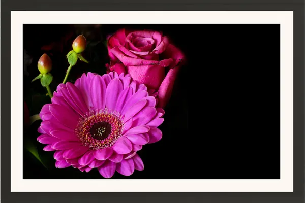 Magenta_Gerbera_Flower_&_Pink_Roses_on_Black_Background_Wall_Art_Frame_Without_Glass_–_Gerbera_Rose_Bouquet_Photo_for_Living_Room,_Bedroom_&_Gifts