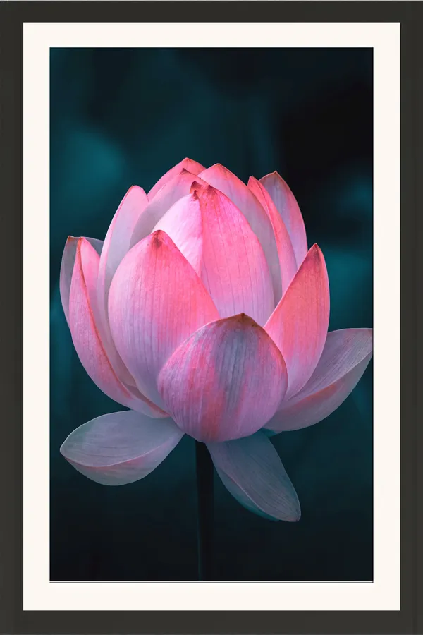 Large_Pink_Lotus_Flower_in_Full_Bloom_on_Dark_Teal_Background_Wall_Art_Frame_Without_Glass_–_Cup-Shaped_Lotus_Photo_for_Bedroom,_Living_Room_&_Spa