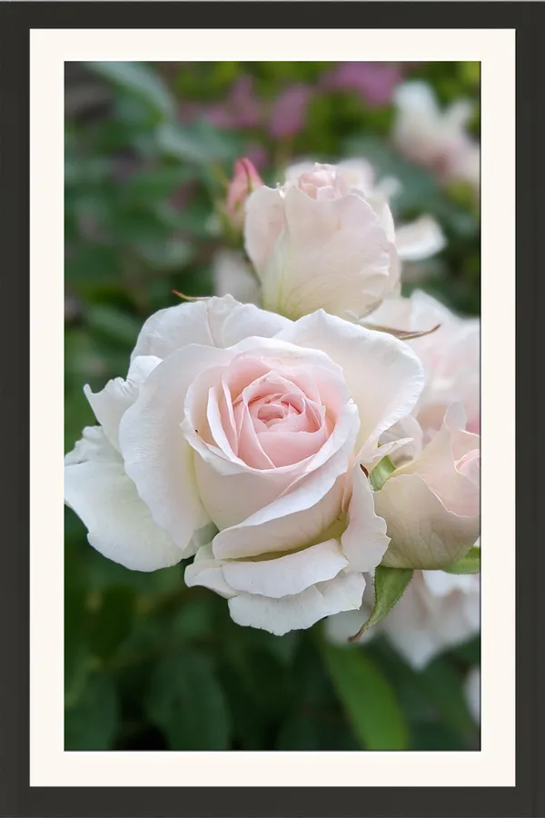 White_Roses_Flower_Photo_Frame_Without_Glass_–_Cream_White_Rose_Bouquet_in_Garden_Wall_Art_for_Bedroom,_Living_Room_&_Wedding_Gifts