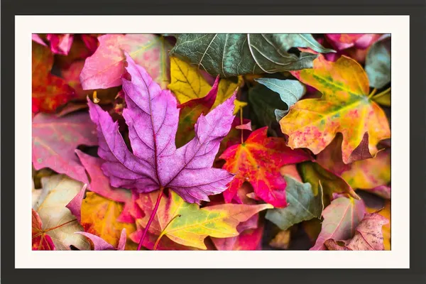 Canadian_Leaves_Wooden_Framed_Art_Print_For_Home_Without_Glass