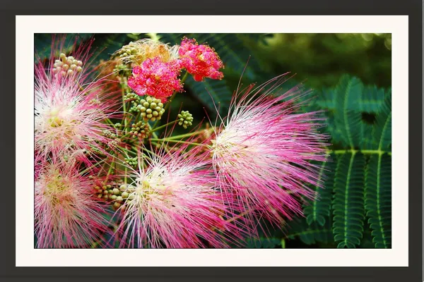 Mimosa_Flowers_Photography_Print_With_Mount_Frame