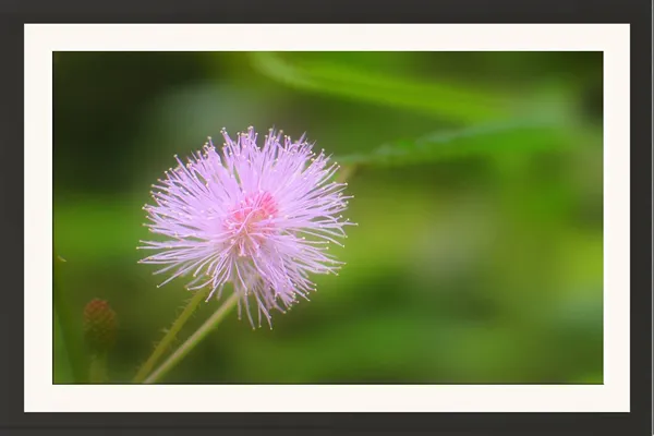 Pink_Flower_Photography_Print_With_Mount_Frame_Without_Glass
