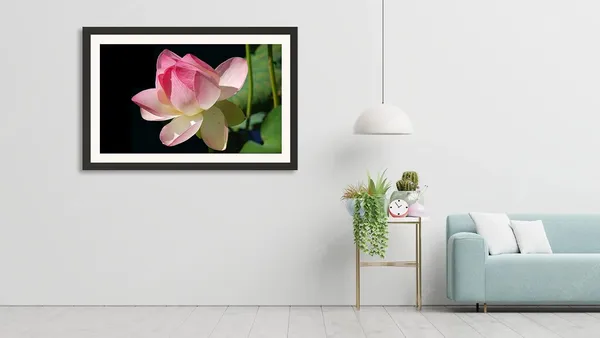 Water_Lily_Flower_Photography_Print_With_Frame_Without_Glass