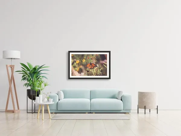 Butterfly_Photography_Print_With_Mount_Frame