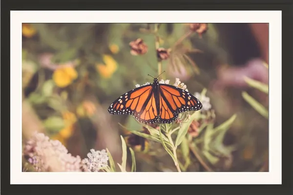 Butterfly_Photography_Print_With_Mount_Frame
