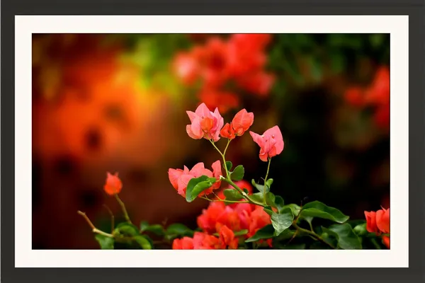 Flower_Framed_Photography_Print_With_Mount_Without_Glass
