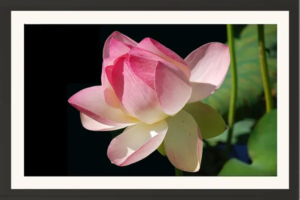 Water_Lily_Photography_Print_With_Mount_Frame_Without_Glass