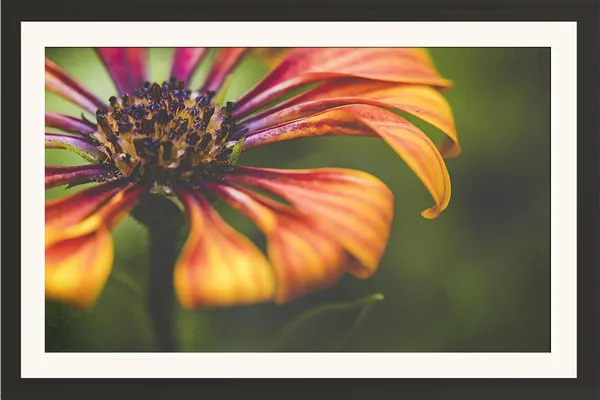 Framed_Flower_Photography_Print_With_Mount_Without_Glass