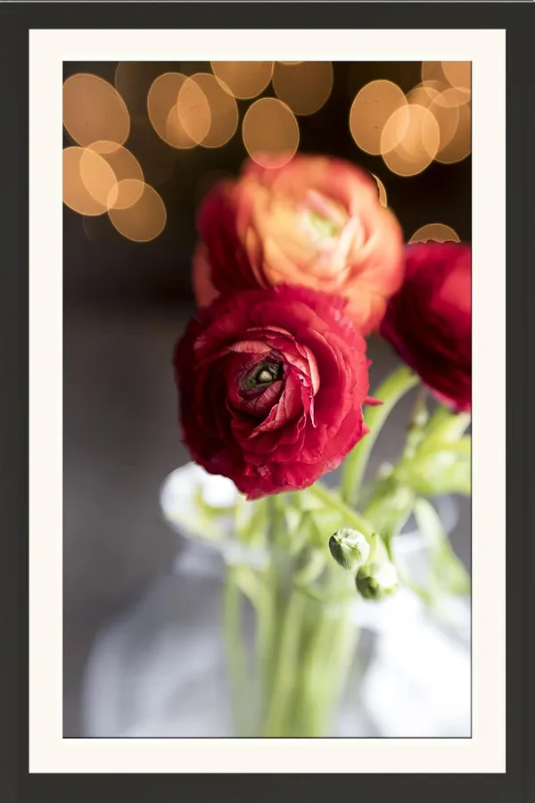 Rose_Photography_Print_With_Mount_Frame