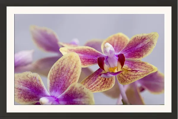 Flower_Photography_Print_With_Mount_Frame