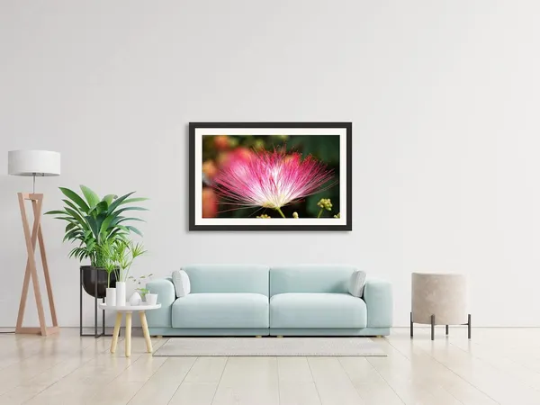 Mimosa_Flower_Photography_Print_With_Frame