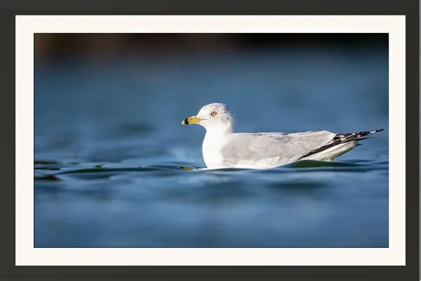 Sea_Bird_Photography_Print_With_Frame