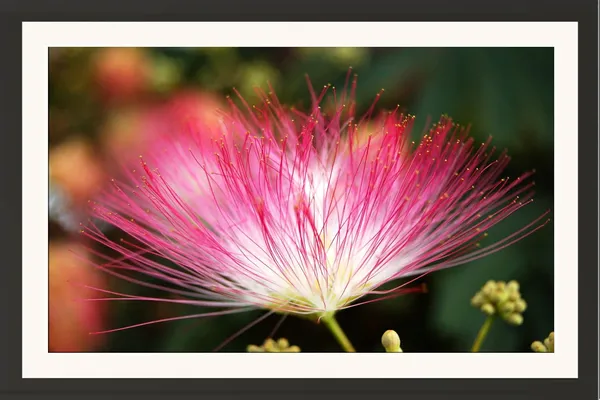 Mimosa_Flower_Photography_Print_With_Frame
