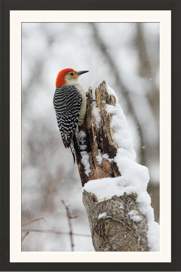 Wildlife_Bird_Wall_Art_Framed_Poster_Without_Glass