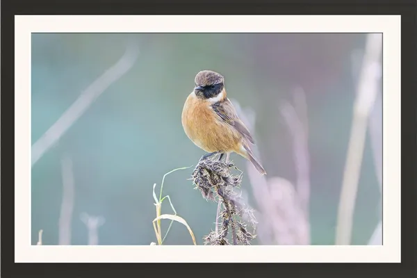 Wild_Life_Bird_Framed_Poster_Without_Glass