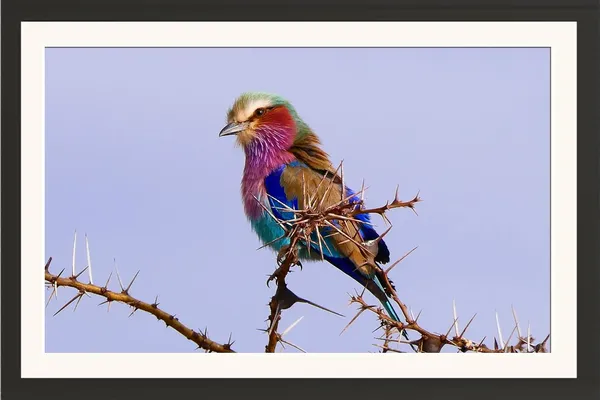 Framed_Bird_Poster_Without_Glass