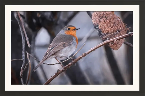 Wild_Life_Birds_Framed_Photo_Poster