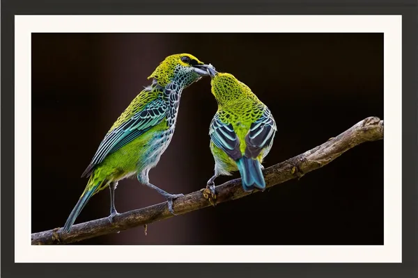 Wildlife_Birds_Wall_Art_Framed_Photo