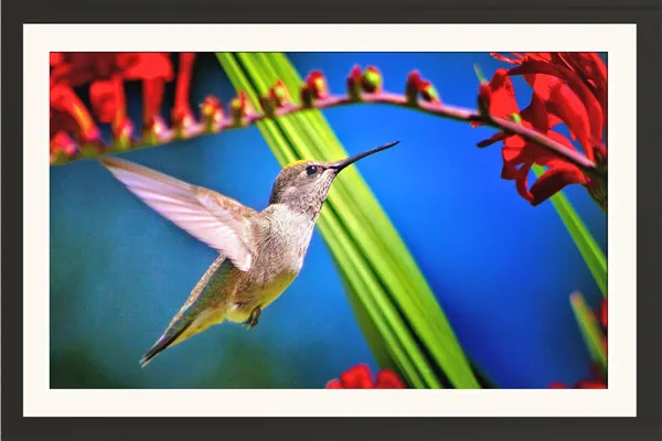 Framed_Bird_Poster_Without_Glass