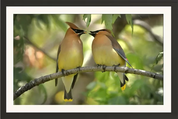 Love_Birds_Framed_Poster_Without_Glass