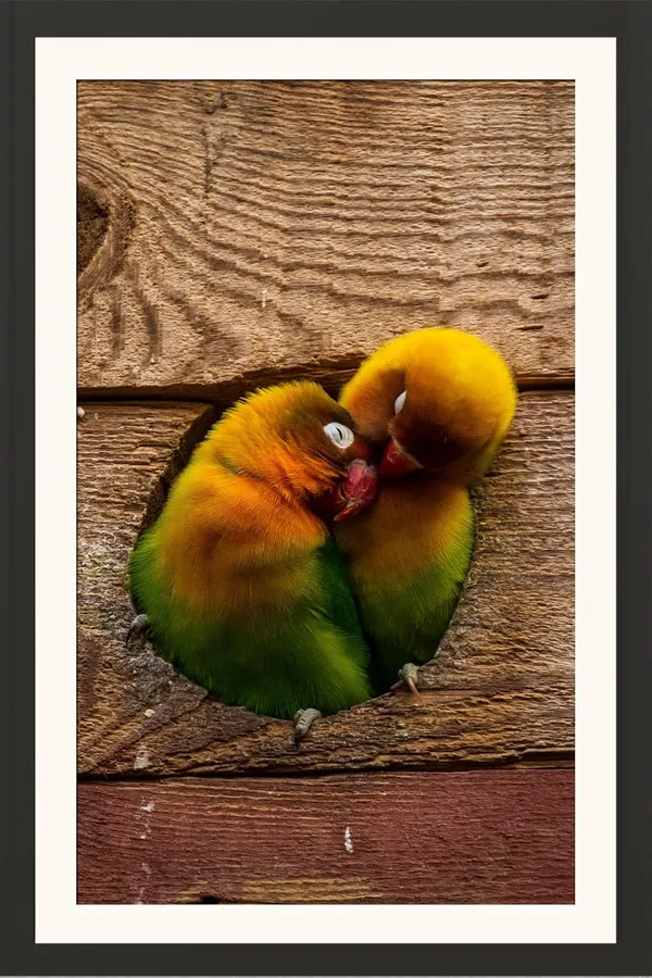 Love_Birds_Wall_Art_Poster_Framed_Photo_Without_Glass