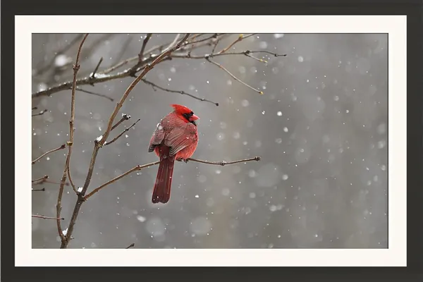 Wild_Life_Birds_Framed_Poster_Without_Glass